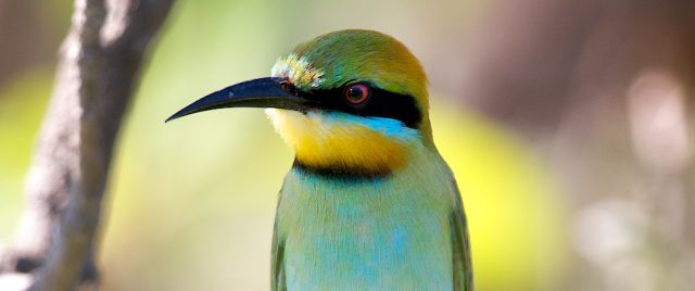 Rainbow Bee-eater / Merops ornatus