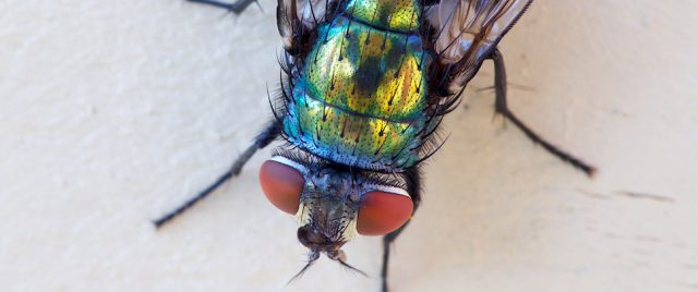 Mouche / Musca