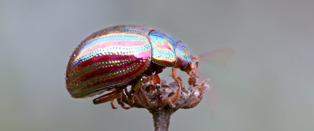 Chrysomèle du romarin / Chrysolina americana