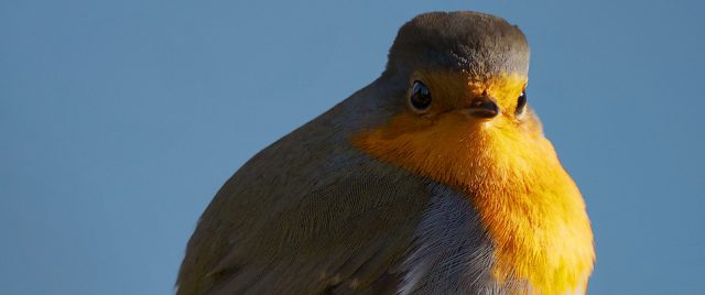 Rouge-gorge / Erithacus rubecula