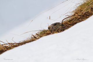 Marmotte / Marmota marmota - Marmot