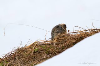 Marmotte / Marmota marmota - Marmot