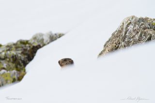 Marmotte / Marmota marmota - Marmot
