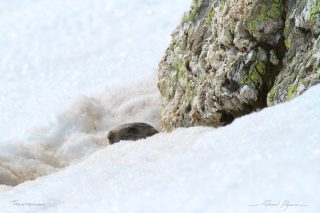 Marmotte / Marmota marmota - Marmot