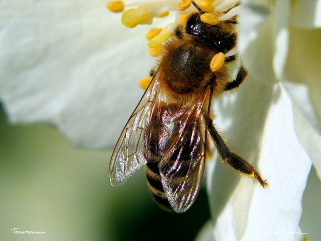 Abeille au travail 
